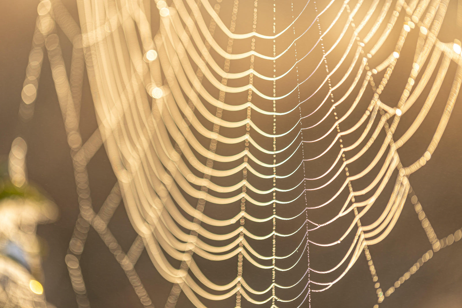 The Spiderweb of Fashion - DUSA Shop